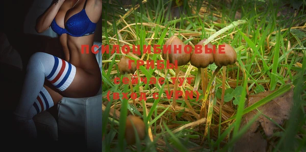 индика Белокуриха